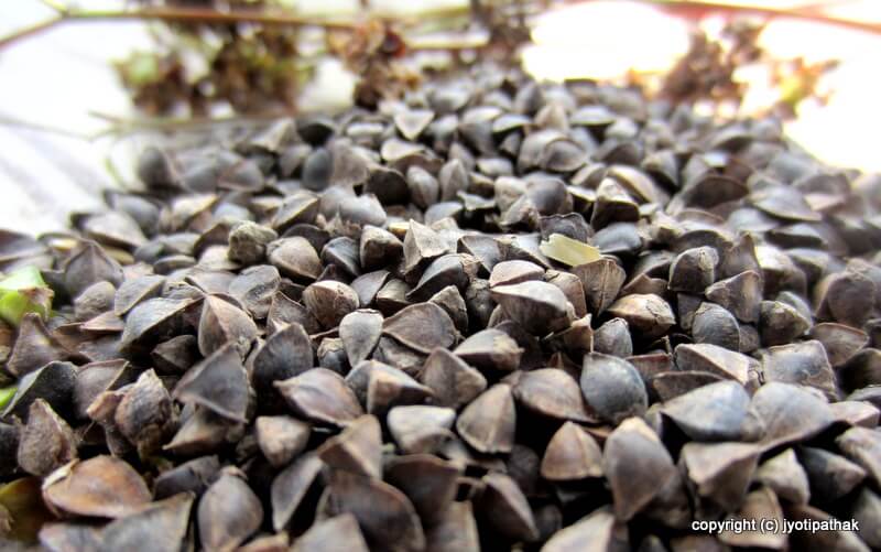 Buckwheat is known as Phaapar in Nepali. Traditionally people consume in form of roti or bread, porridge and wine.