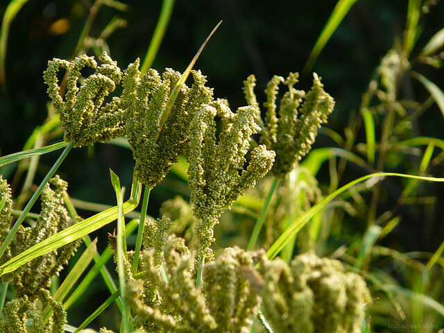 Finger Millet is known as Kodo in Nepali. Today finger millet is being used in modern food scenes in forms of nutritious multigrain bread, cookies, momo etc. Finger millet wine is evry common and popular in Nepal. Finger millet is rich in calcium, protein, magnesium, iron, phosphorous, vitamins, dietary fiber, and zinc.