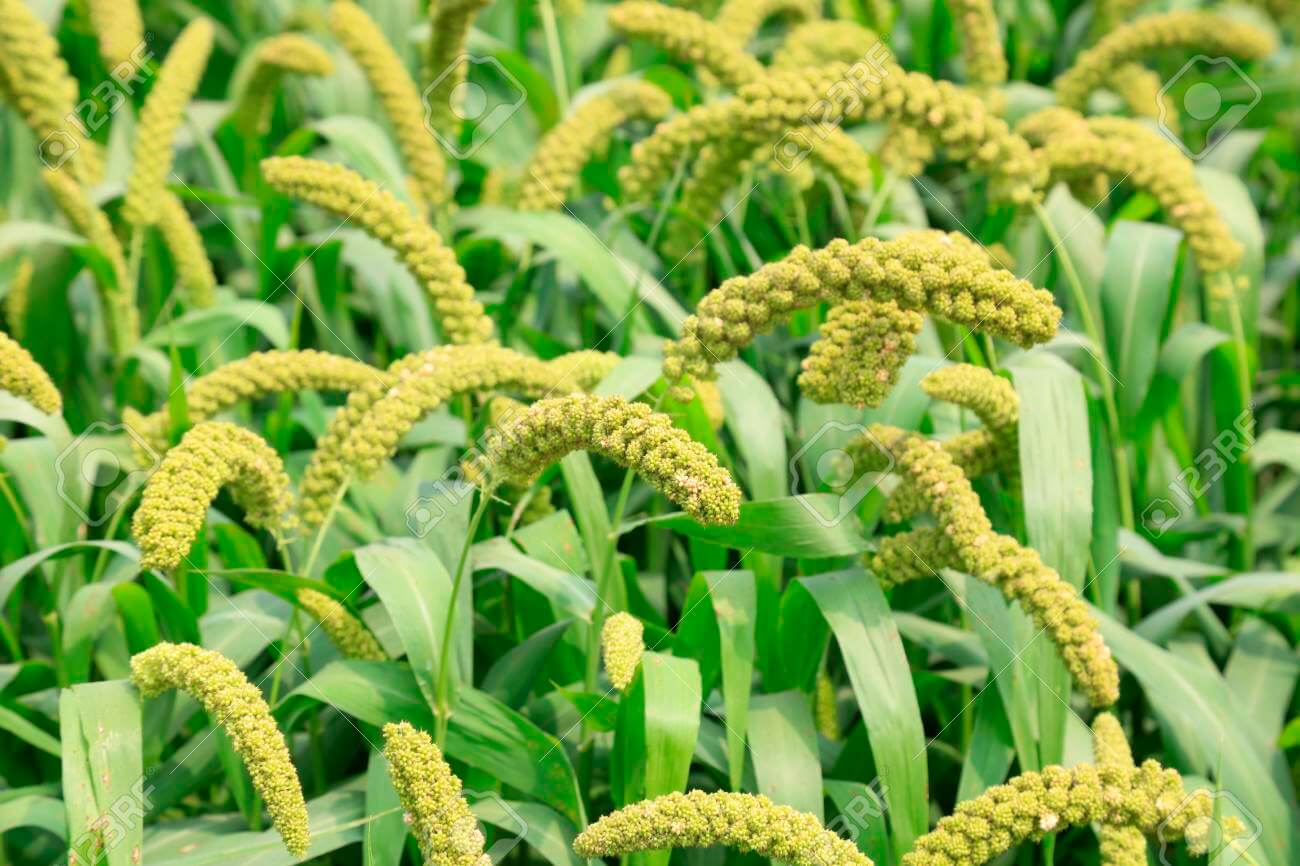 Foxtail Millet also known as Kaguno in Nepali. People cultivates foxtail millet in high hills and mid-hills. Traditional Nepali household consumes foxtail millet as porridge and bhaat as rice alternative.