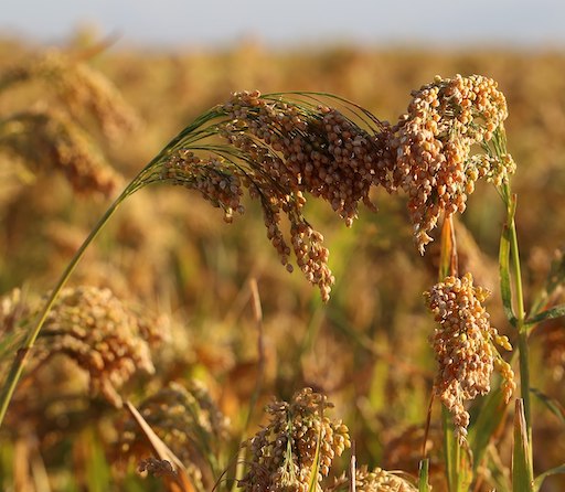 Proso Millet is known as Chino in nepali. People of nepal consume them in for of bhaat and pudding. It is rich in minerals and high in antioxidants.