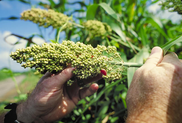 Sorghum is known as Junalo in Nepali. Sorghum is a nutrient packed grain.
