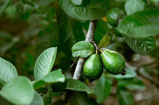 Guava is also known as Belauti or Amba in Nepali. Ripe Guava's flavor is unique, sweet, and pleasant.