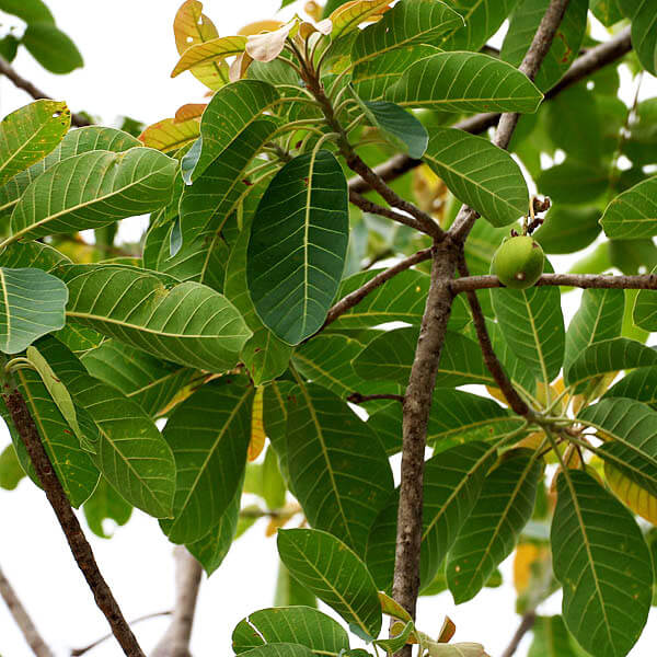 Indian butter tree is known as Chiuri in Nepali. Fruit is sweet in taste. It has medicinal uses for skin care too.