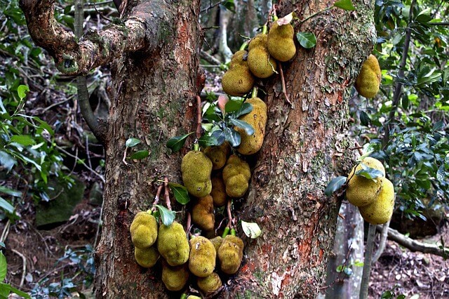 Jackfruit known as Katahar in Nepali has a sweet flavor like a combination of mango, pineapple and banana when ripe.