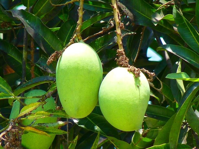 Mango is known as Aap in Nepali. It is also called king of fruits natively.