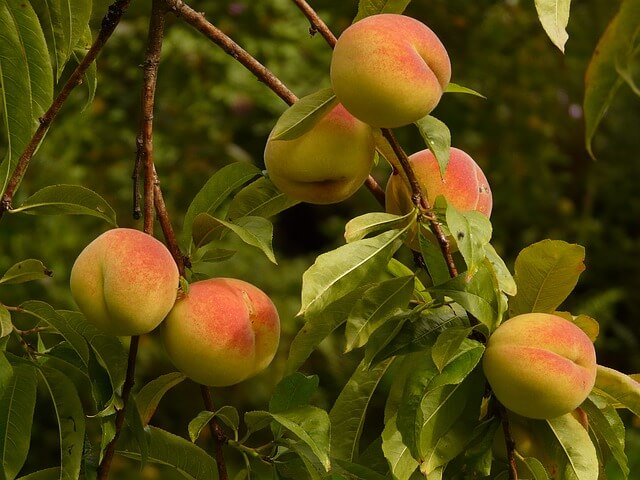 Peach is known as Aru in Nepali. Typically they are very sweet with little acidity, while little immatured peaches typically have an acidic tang coupled with a sweet floral taste. Ripe red fleshed varieties are typically flavourful and tangy but with a tart skin, though this also varies greatly.