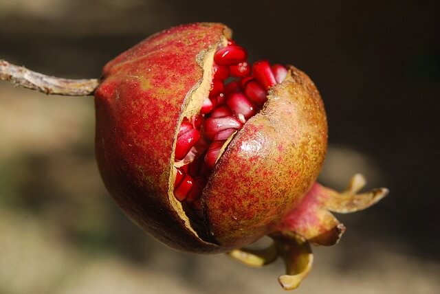 Pomegranate known as Anar in Nepali. It has inedible thick skin. Its seeds are covered in juices. Seeds are red when ripe.