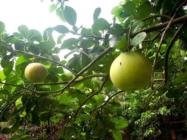 English Names of Nepali Fruits – Code and Wilderness: Adventures in ...