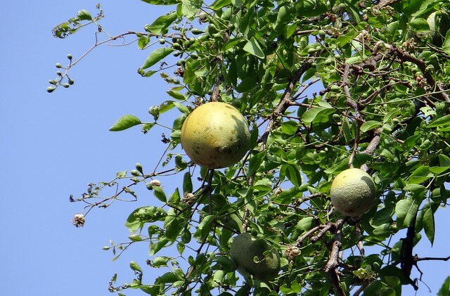 Stone apple known as Bel or Bael in Nepali can be eaten either fresh from trees or after being dried and produced into candy, toffee, pulp powder or nectar. It is also widely used in worship of Hindu dieties, especially Shiva.