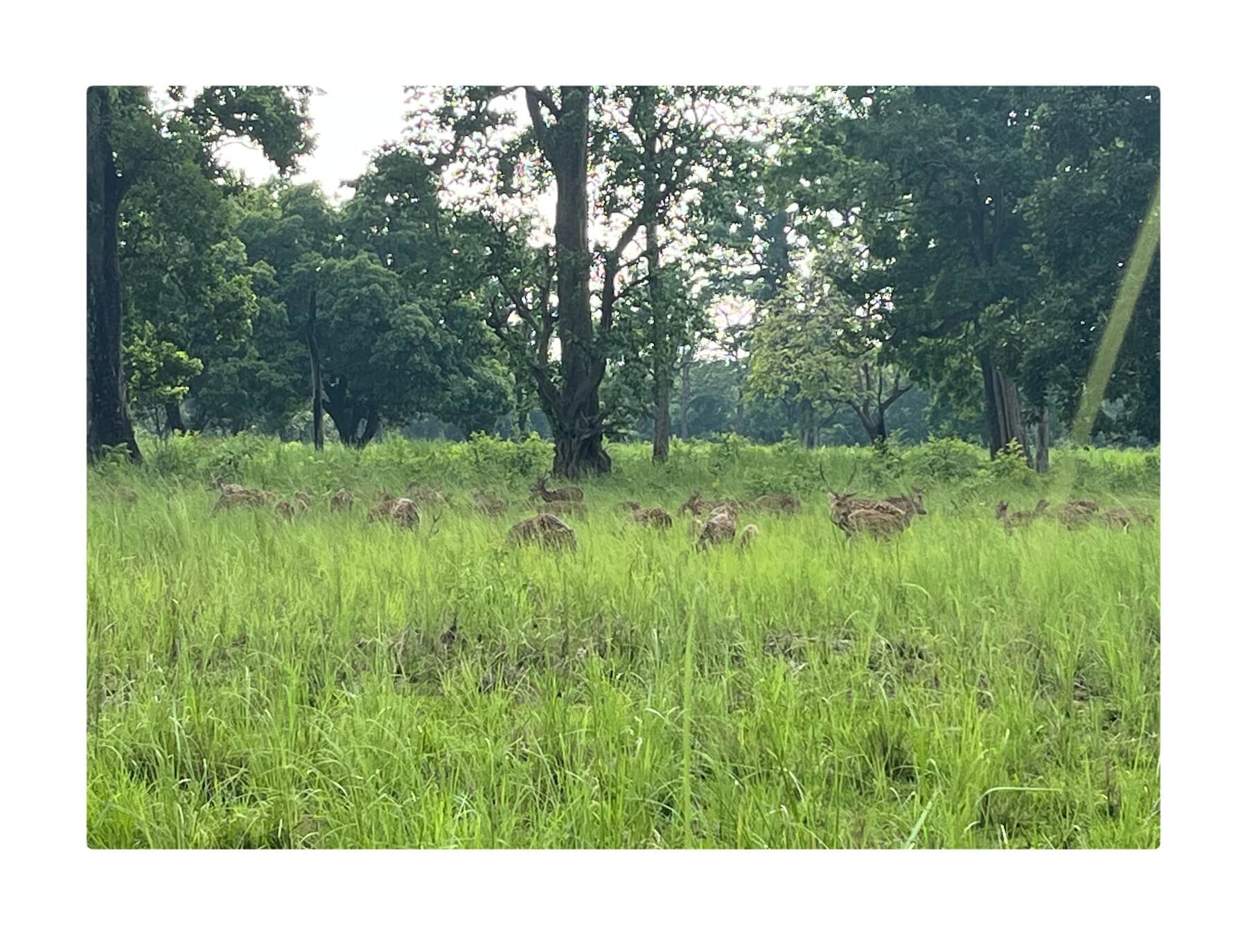 herds of spotted deers in Bardiya national park.