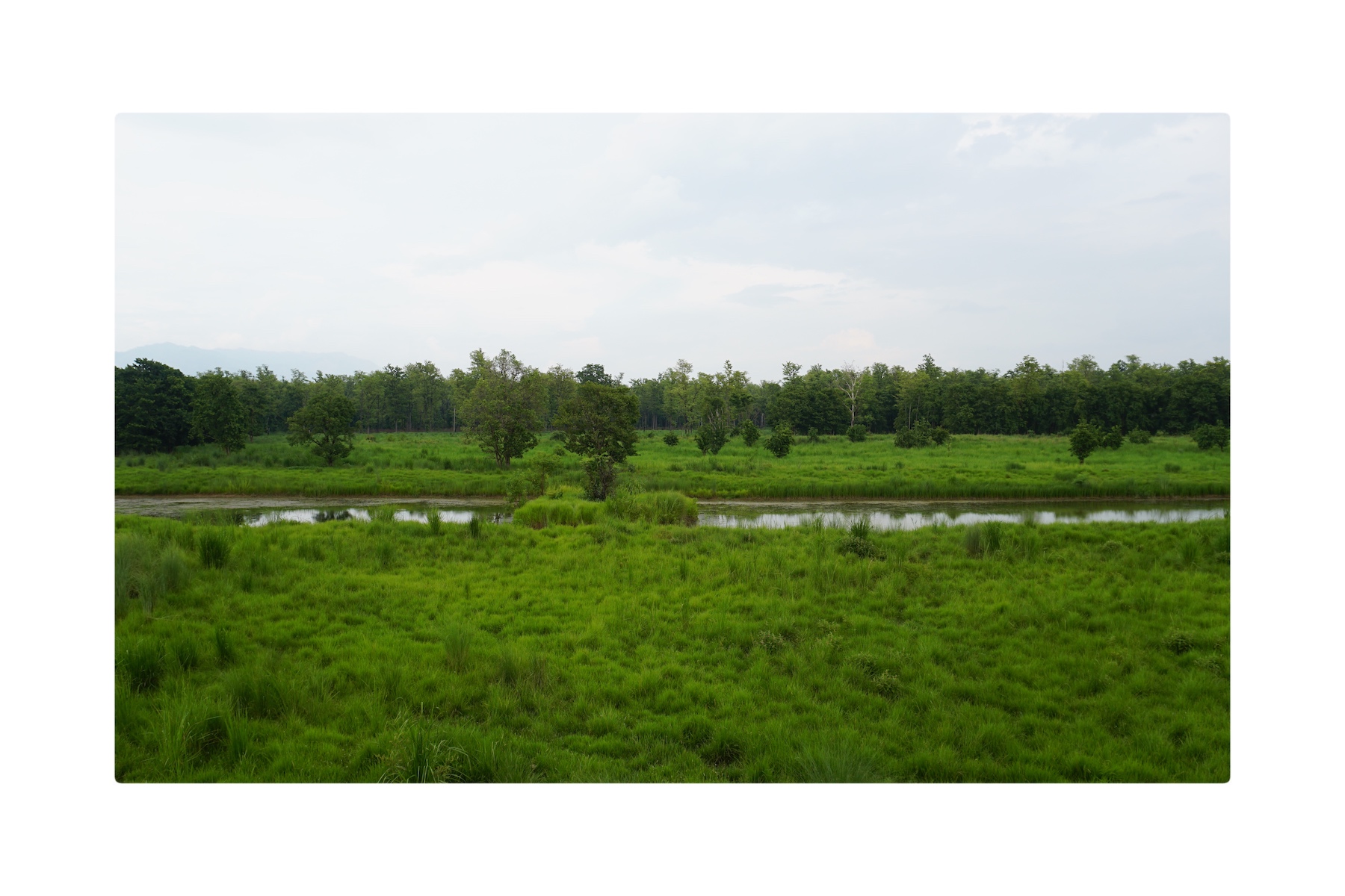 vast grasslands of Bardiya national park.