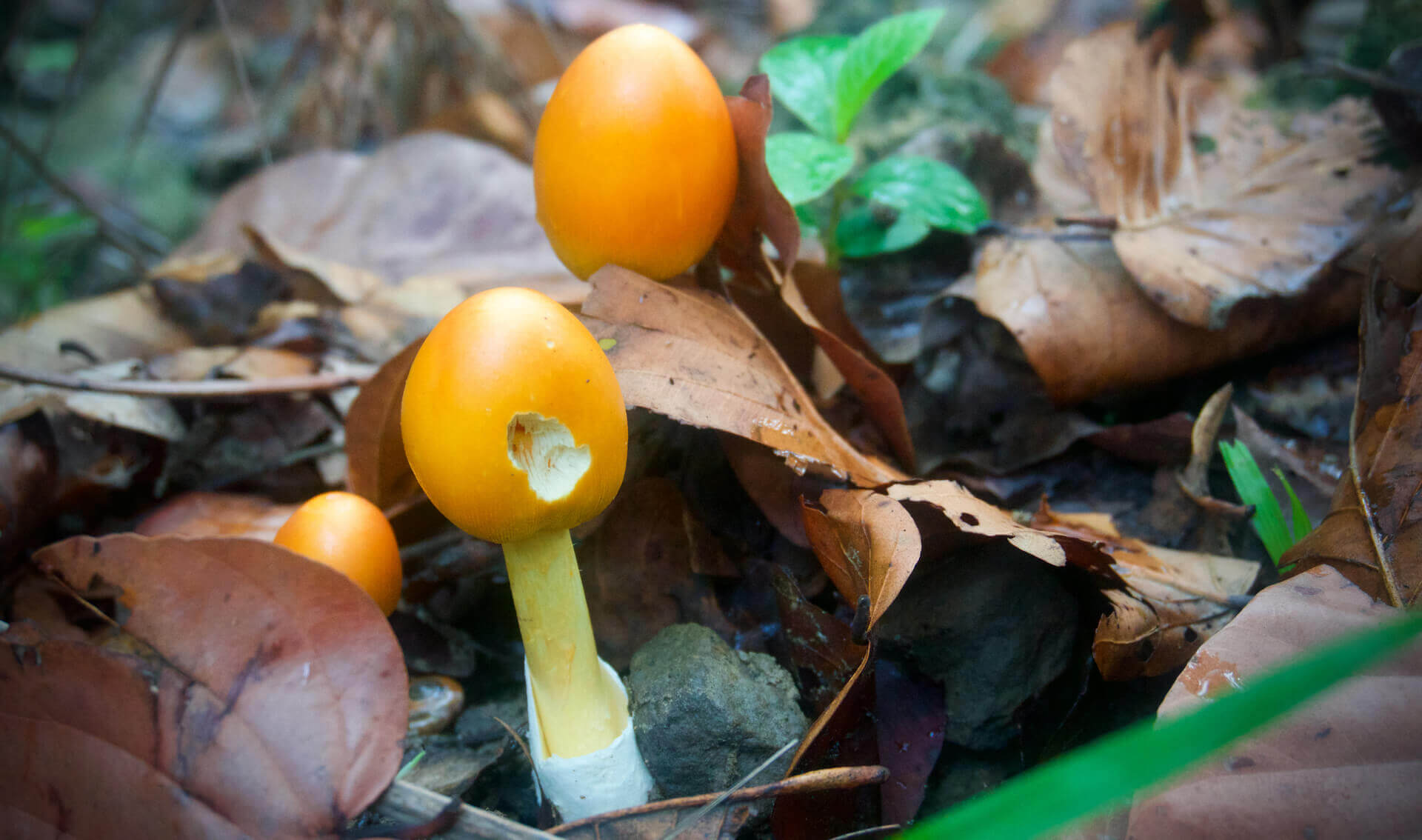 Padam Thapa | Featured Outdoor article.