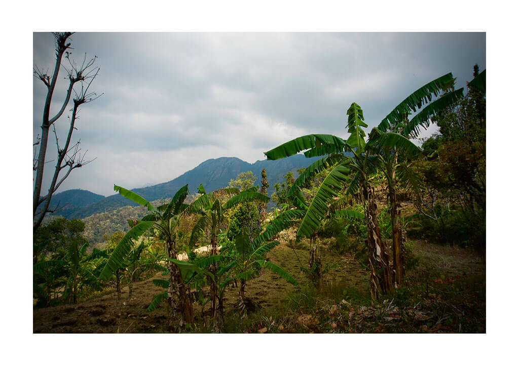 Banana garden on the hiking trail of satyavati.